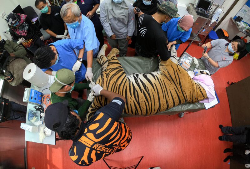 Artificial insemination to aid tiger reproduction.