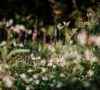 Transforming Yards, Transforming Lives