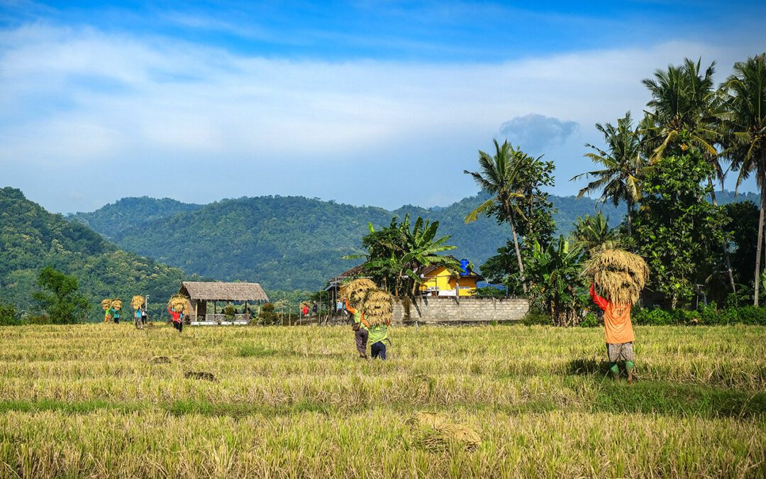 Eratani’s Tech Solutions Tackle Indonesia’s Rice Crisis