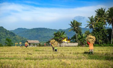 Eratani's Tech Solutions Tackle Indonesia's Rice Crisis