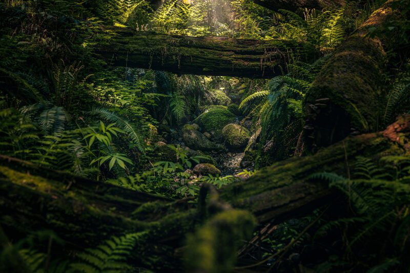 Lush forest in tropics
