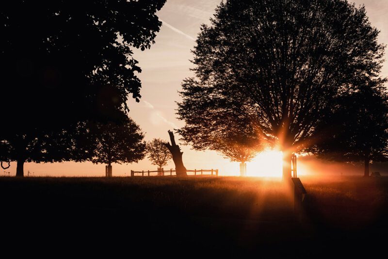 Sun through large trees