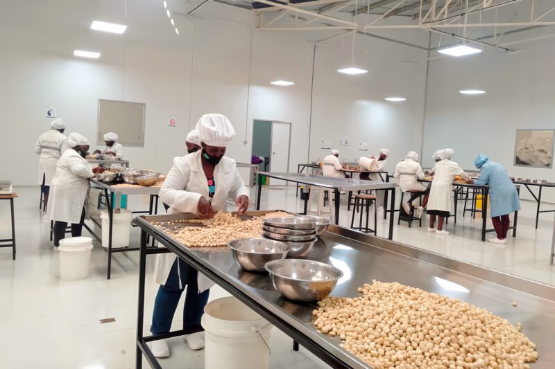 Macademia Nut processing