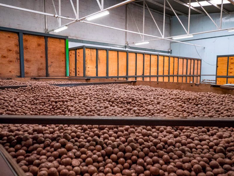 Macademia nut factory