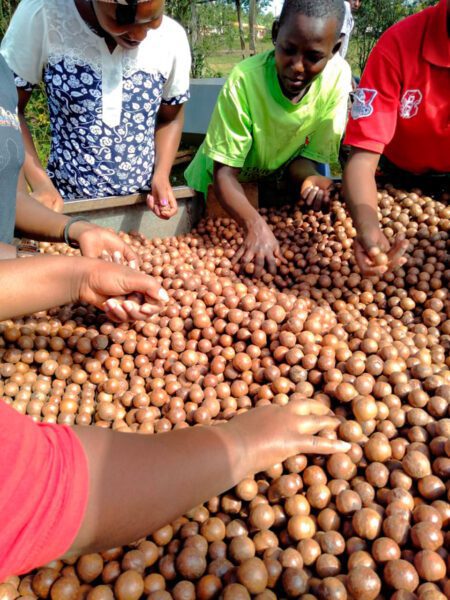 Macademia nuts at market