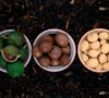 Empowering Women-led Agri-businesses in Kenya
