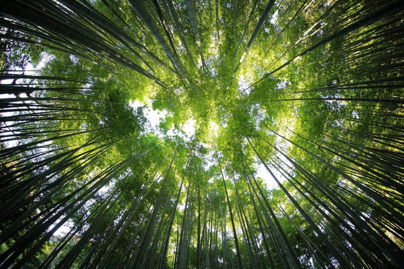 Tree canopy viewed from ground