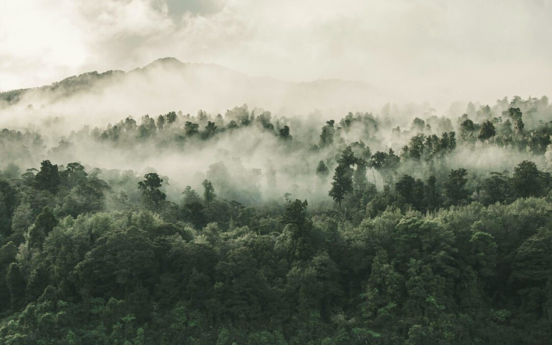 Market Fixers: The New Economics of Carbon Credit Creation