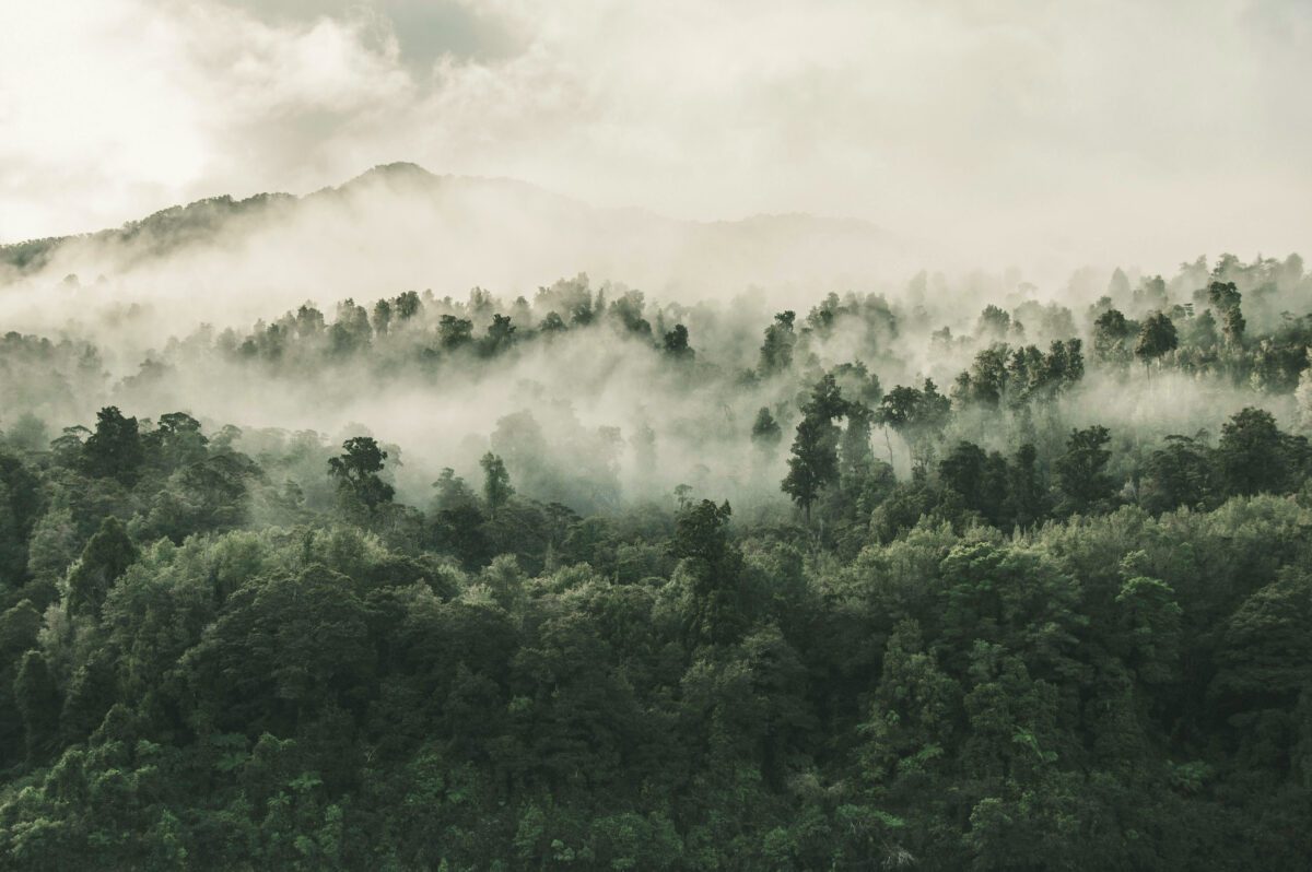 Bennett - Economics of Carbon Credit FEATURED