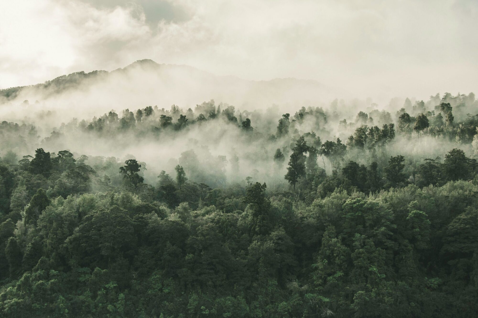 Forest shrouded in mist