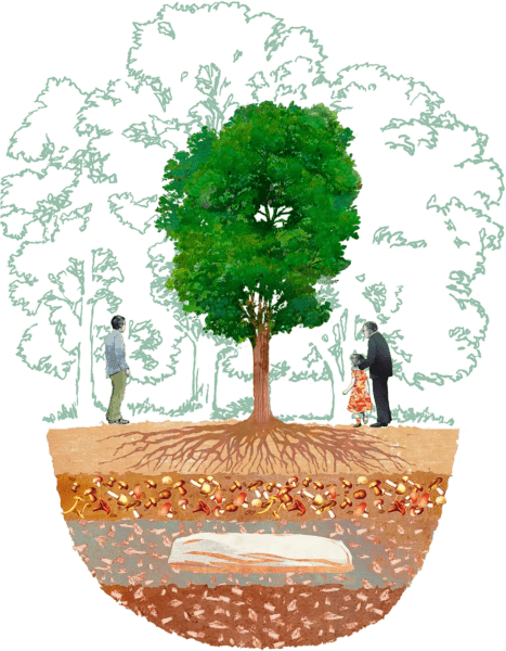 Tree burial graphic