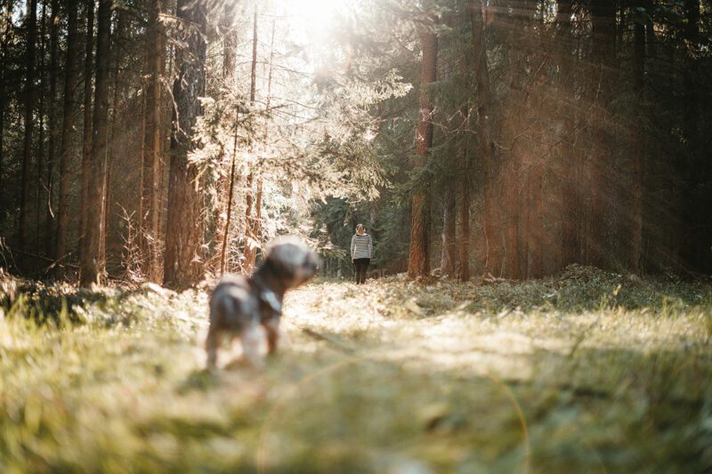Dog and owner in beautiful wooded grove