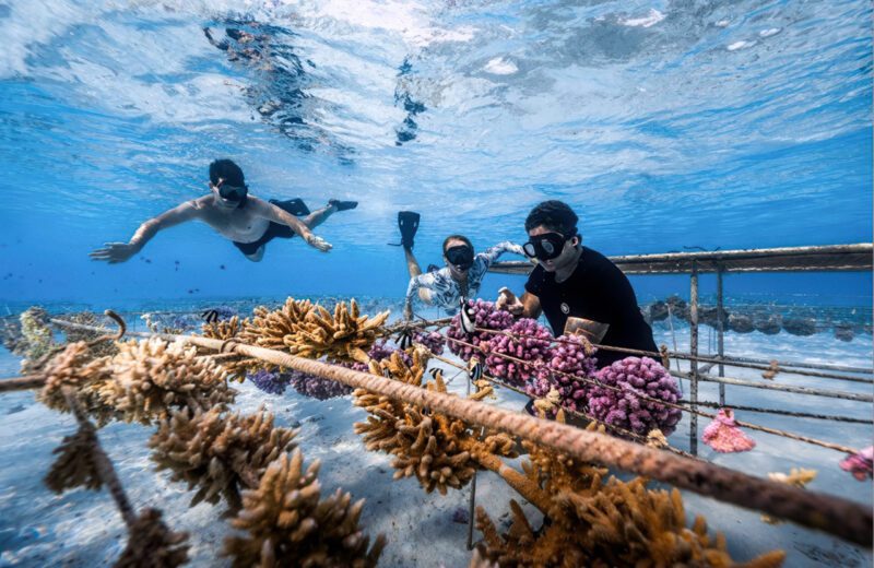 The Coral Gardeners, French Polynesia; Courtesy of The Coral Gardeners
