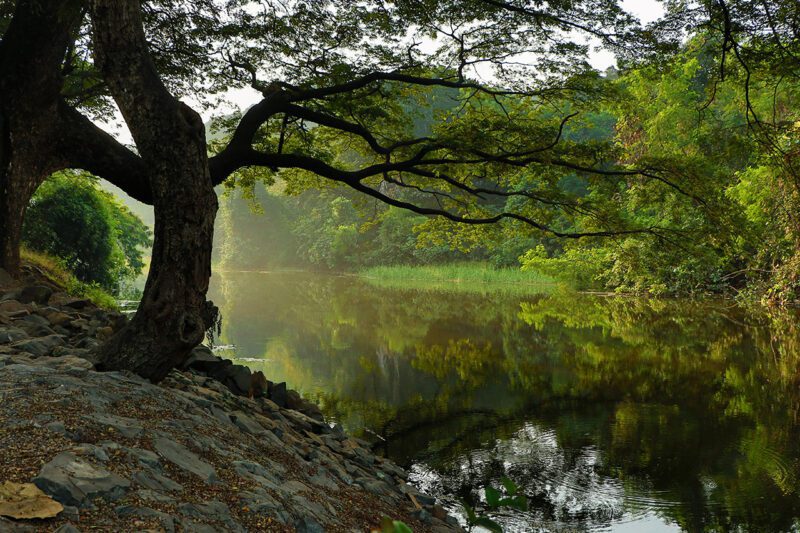 Tree besides a river