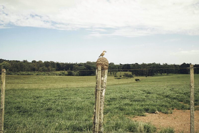 Uruguay grasslands