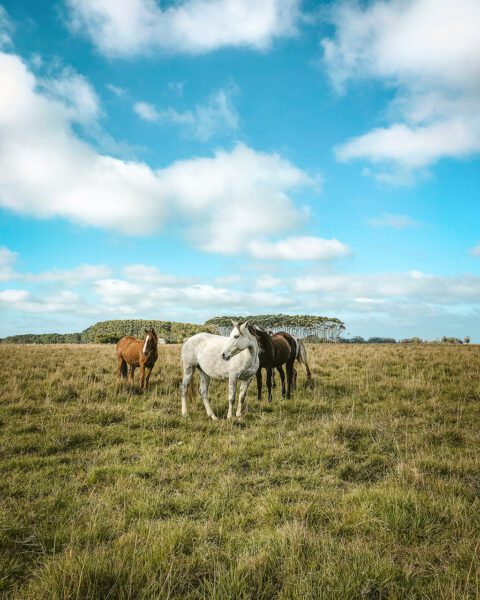 Cattle on Uruguay grasslands