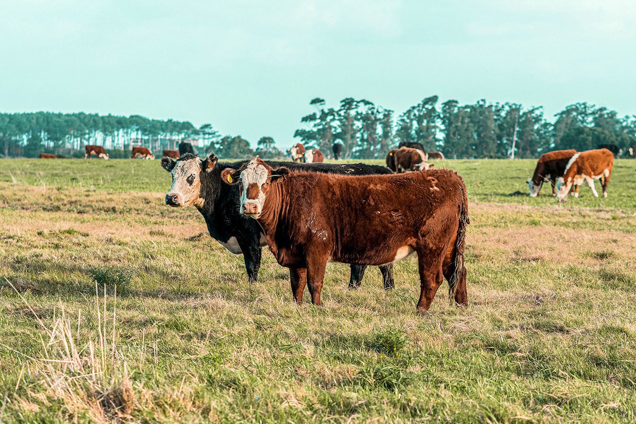 Cows in a field in Uruguay