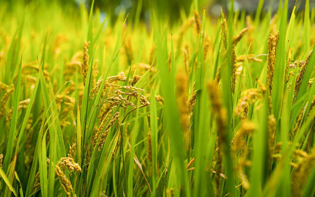 AI Powers Regenerative Farming Solutions in Thailand