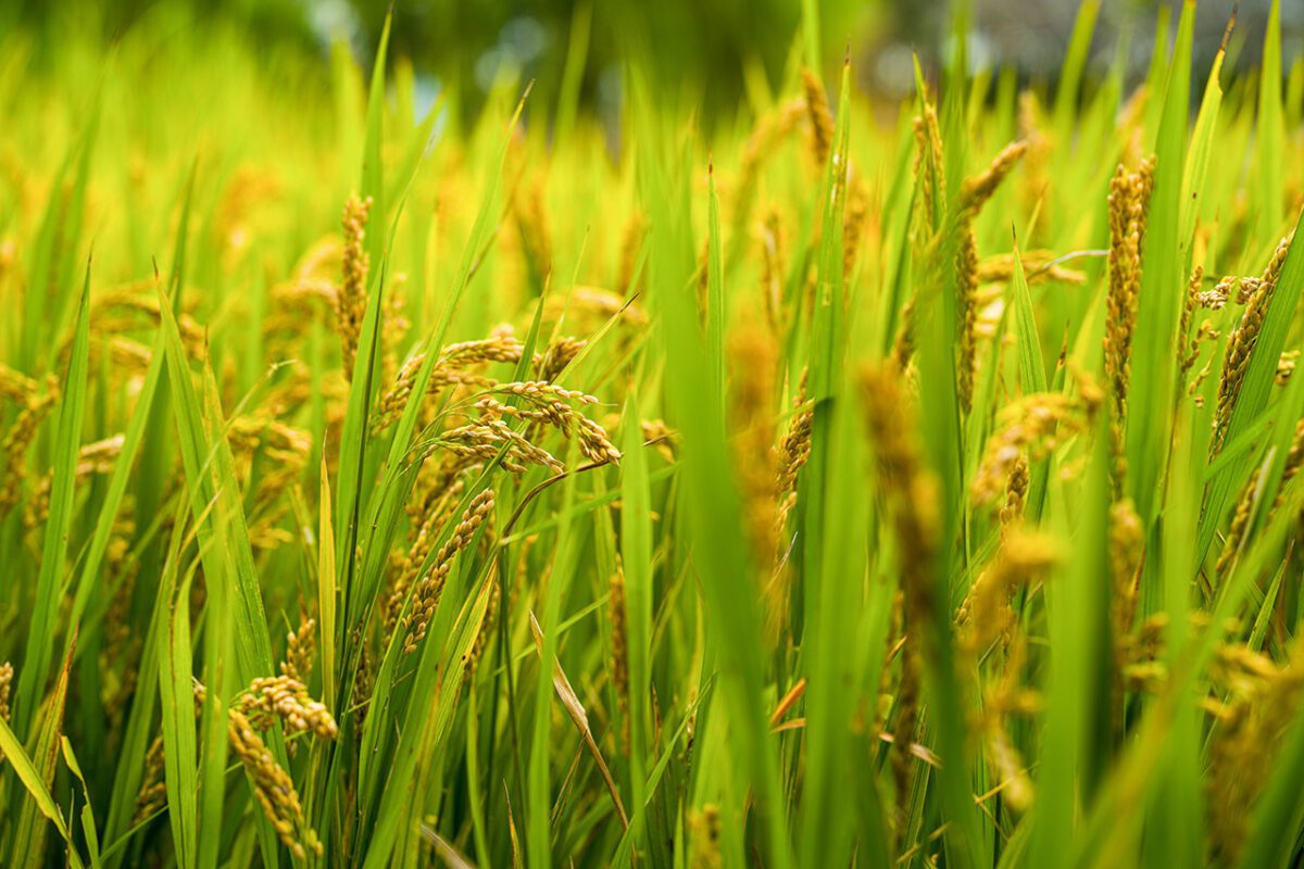 Hartung - AI Boosts Bio-Fertilizer FEATURED