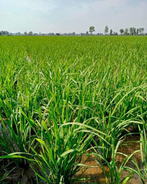 Field of rice crop