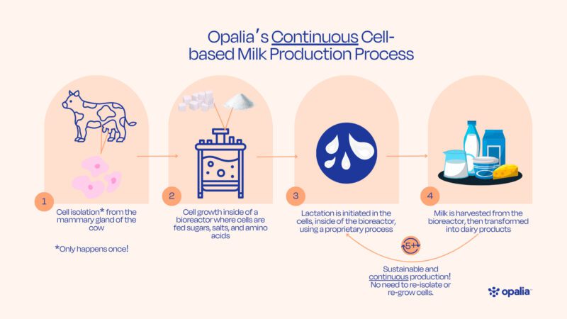 Opalia Process Infographic