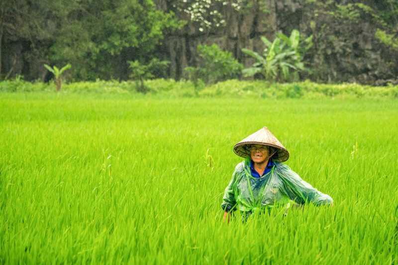 Asian woman in rice field
