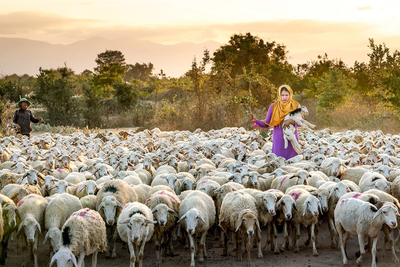 Woman in colorful dress with herd of sheep