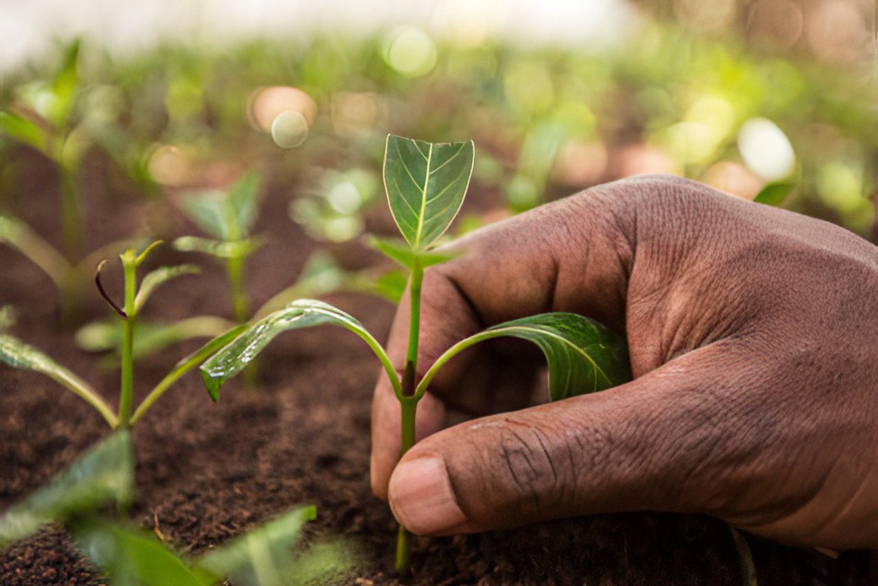Black man's hand with seedling
