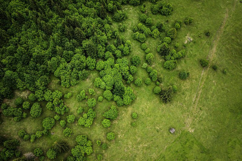 Forested area bordering field