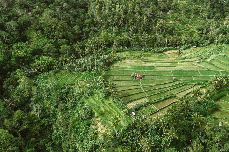 Terraced farmland surrounded by woodland