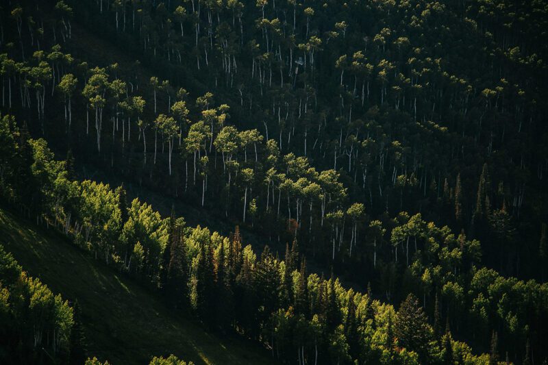 Forested hillside