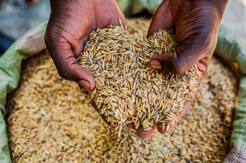 Hands holding seeds