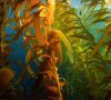 The Seaweed Solution