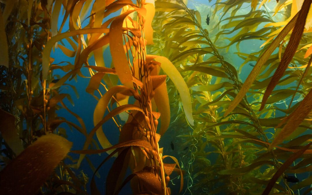 The Seaweed Solution