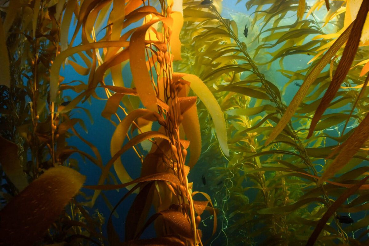 Iacuaniello - Seaweed For Whicked Problems FEATURED