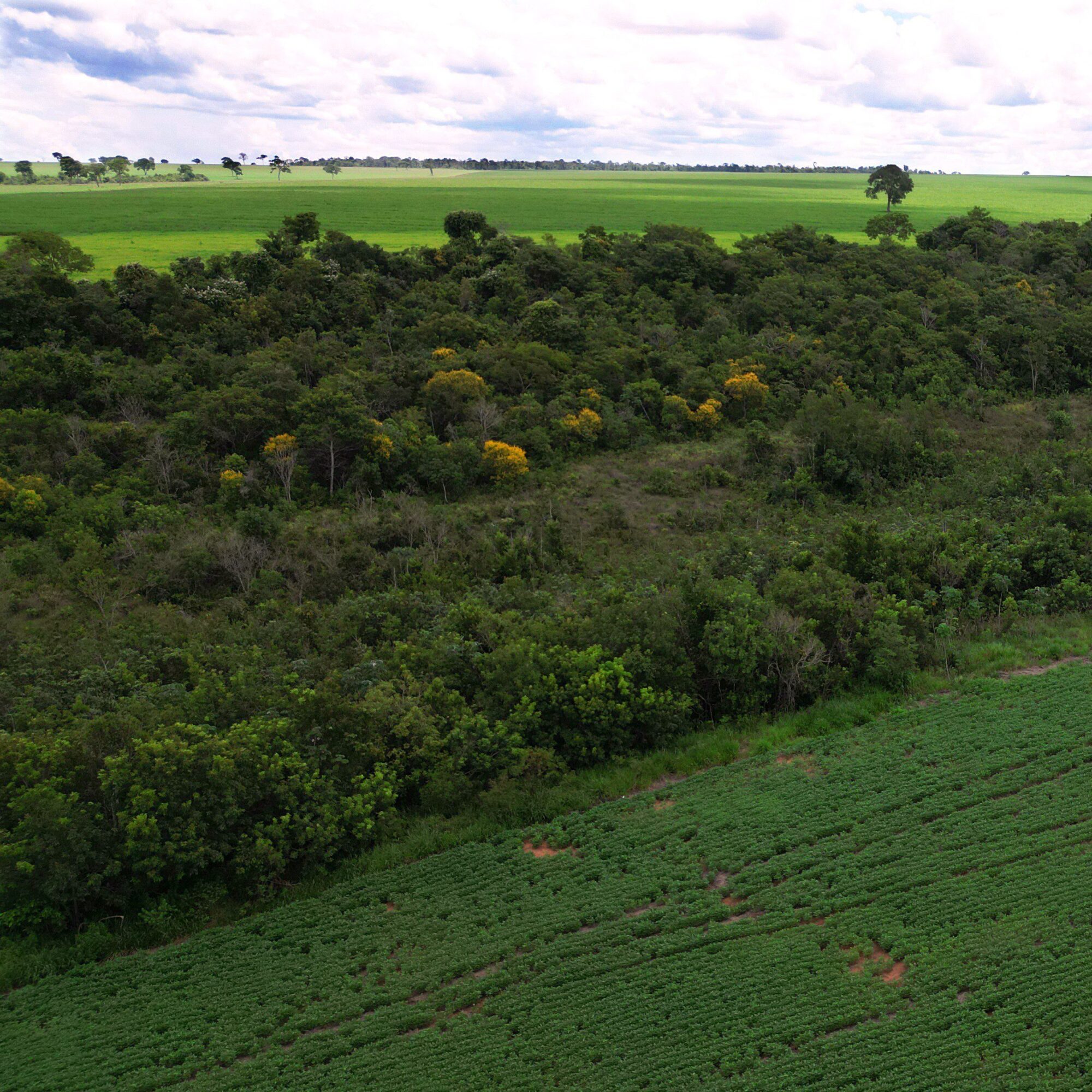 Brazilian farm next to forest