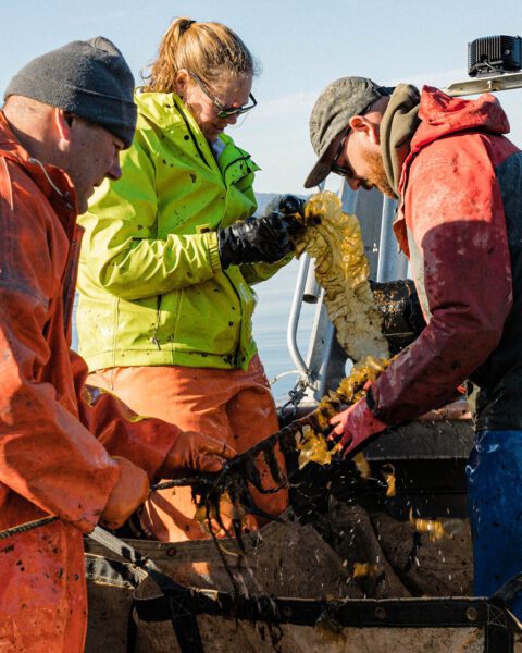 cascadia workers collecting seaweed