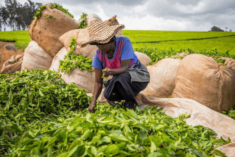 Asian farm worker in field