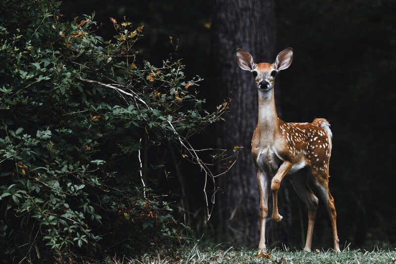Deer in woods