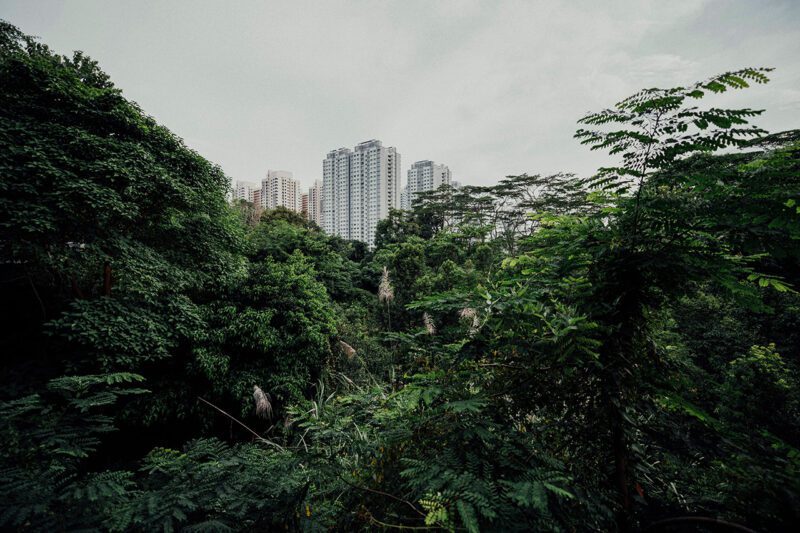 City buildings behind woods