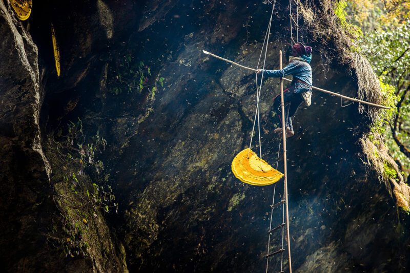 Honey hunter gathering honey in Nepal