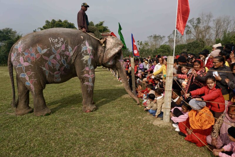 Elephant festival with spectators