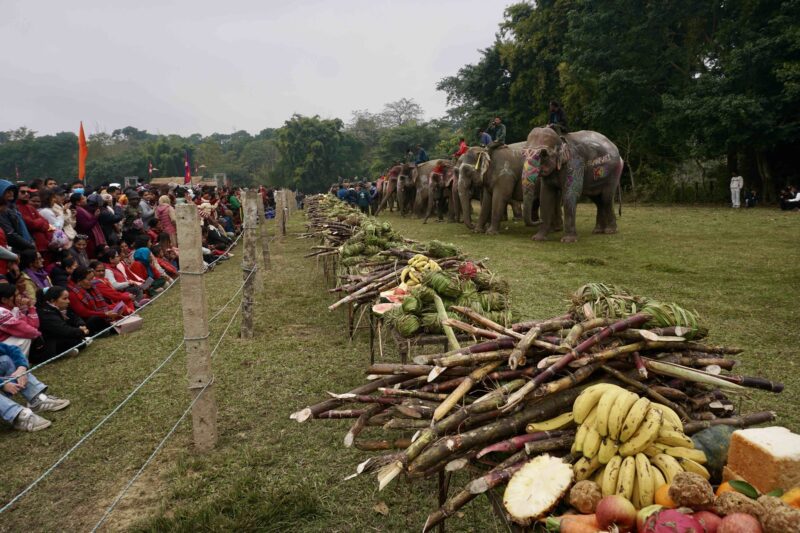 Line-up of elephants at festival in Nepal