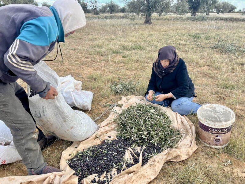 Tunisian woman in field will olive harvest