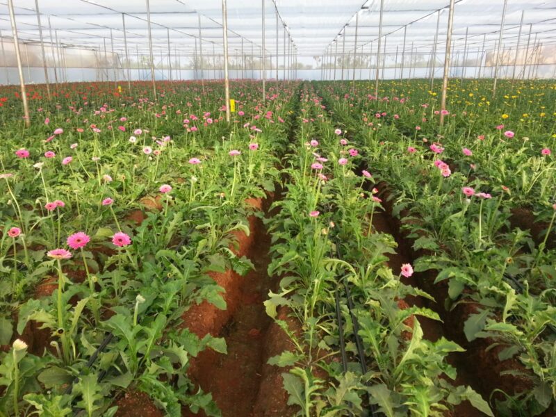 Flowers growing in polyhouse