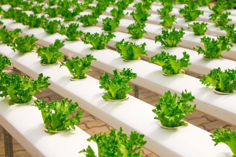 Hydroponic greens grown in rows