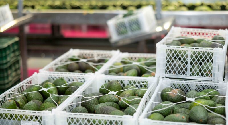 Avocados in crates
