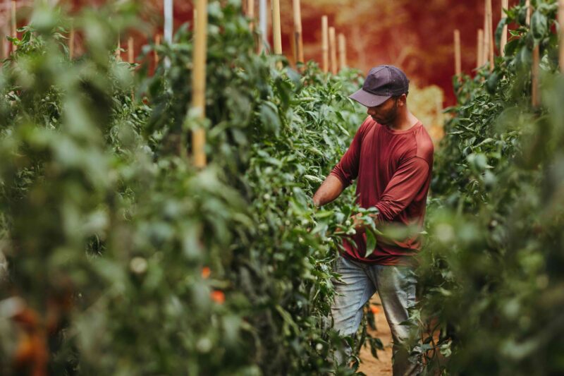 Avocado worker in field