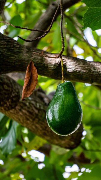 Avocado on tree