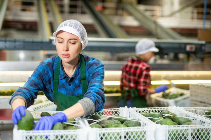 A worker wearing blue gloves sorts avocados into white crates at a produce packing facility.
